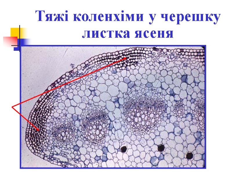 Тяжі коленхіми у черешку листка ясеня